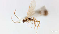 Cómo es la avispa chilena que estuvo más de 40 años en un museo de Londres sin ser clasificada como nueva especie