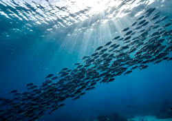 O fenómeno El Niño altera o seu consumo de peixe: o impacto no mercado desencadeia volatilidade nos preços