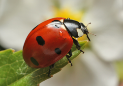 Cómo usar catarinas para controlar plagas en tu jardín: el “insecticida natural” más potente contra los pulgones