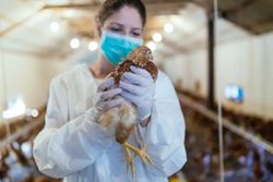 Confirma la OMS la primera muerte humana en México por gripe aviar A H5N2
