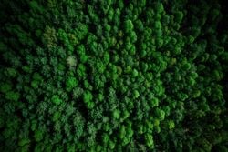 COP30: nuevo informe revela cómo los bosques apoyan la producción agrícola