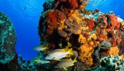 Cozumel, el refugio submarino ideal para quienes buscan iniciarse en el buceo de aguas transparentes
