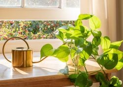 Four Simple Ways to Prepare Homemade Fertilizer so Your Pothos Grows Strong and Vigorous