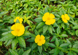 Cultivar damiana es fácil: una aromática para infusiones naturales que puedes tener en tu terraza