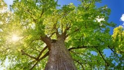 Einer der duftintensivsten der Welt: ein 500 Jahre alter Baum!