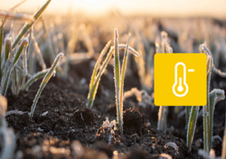 Déjà vers le retour de gelées ?