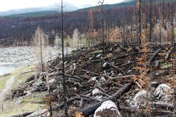 Los desechos de los incendios forestales contaminan el agua potable