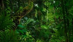 Desmatamento na Amazônia: chuva mudou de lugar ao longo de 20 anos em Rondônia; entenda