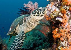 Día Mundial de los Arrecifes de Coral, ¿podrán sobrevivir a la humanidad?
