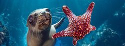 Día Mundial de los Océanos, 8 de junio: Es tiempo de poner el océano primero