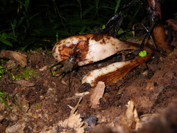 Un estudio innovador estudia los dispersores de semillas ocultos en la regeneración forestal