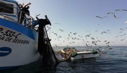 Do colapso à abundância: há uma década que não havia tanta sardinha no mar português