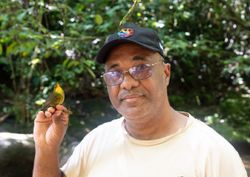 Ausgestorben geglaubter Vogel wird in Madagaskar wiederentdeckt!