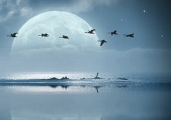 Eclipses y ciclo lunar influyen en la altitud de vuelo de las aves