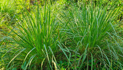 Eduardo Corella, experto en plantas, sobre la citronela: "Es un error común que afecta a su eficacia contra mosquitos