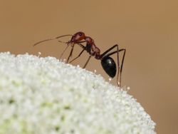 Los efectos positivos del fuego en las comunidades de hormigas y abejas