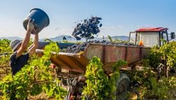 La vendimia de 2026 será la más temprana documentada en España debido al tren de olas de calor de este verano