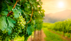 El cambio climático está alterando el sabor de lo comes y cada vez lo notaremos más