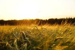 El cambio climático y los precios del trigo posiblemente al alza