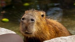 El capibara tiene su día: por qué el roedor más grande del mundo conquistó internet