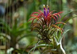 El clavel del aire no daña árboles ni cables, solo necesita humedad