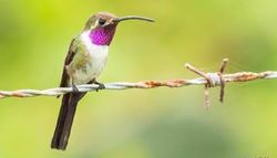 El colibrí tijereta mexicano al borde del desastre por destrucción de su hábitat en Chuburná