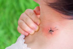 El dengue se dispara en México: cómo prevenir contagios durante la temporada de lluvias