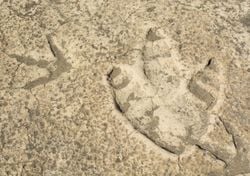 El día que un dinosaurio caminó por Soria y dejó su huella para siempre: guía para visitar las icnitas