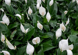 El error común y silencioso que impide que tu Cuna de Moisés florezca, según expertos en plantas