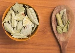 O boldo falso ou boldo brasileiro: a planta que se faz passar pelo verdadeiro boldo chileno