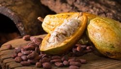 A descoberta científica no Peru que pode ajudar a proteger o chocolate das alterações climáticas