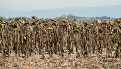 El impacto de la Canícula en la agricultura: riesgos para la siembra y la producción agrícola