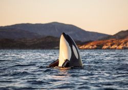 El increíble comportamiento agresivo de las orcas en el Estrecho de Gibraltar: ¿hambre, estrés o algo más? 