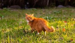 El ingrediente casero y barato que evita que los gatos del vecino utilicen tu jardín como bandeja sanitaria