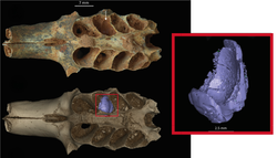 El insólito hallazgo en una cueva del Caribe: abejas prehistóricas usaban dientes de animales como nidos
