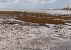 ¡El mar se retira en Florida antes de la llegada de Ian! Las imágenes