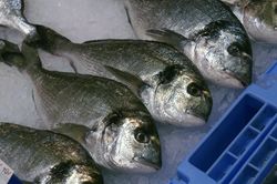 El mercurio en los pescados ¿Cuáles son seguros y cuáles no?