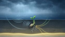 O MIT confirma: as plantas ouvem as gotas a cair e germinam até 40% mais depressa