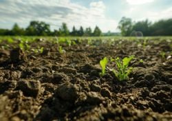 El Niño 2026/27: la nueva herramienta del CONICET para saber cómo afectará el clima a cada campo argentino