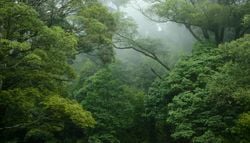 El Niño apaga el sumidero de carbono de los bosques sudamericanos: por qué 2026 preocupa a los científicos