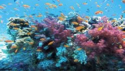 ¿Cómo puede afectar el intenso e histórico El Niño de 2026-2027 a la Gran Barrera de Coral?