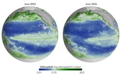 O El Niño está esgotando os nutrientes do Pacífico: a NASA detecta queda acentuada no fitoplâncton