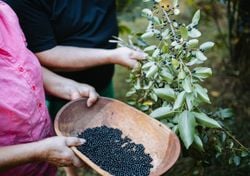 O “ouro púrpura” da Patagónia: como identificar e colher o maqui, o fruto com maior poder antioxidante do mundo