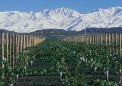 El paraíso natural entre viñedos y montañas donde nacen los mejores vinos del mundo: cómo visitar Gualtallary