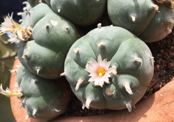 El peyote, el cactus sagrado de los huicholes y sus efectos explicados por la ciencia