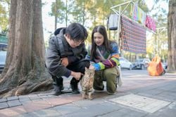 El primer parque temático para gatos esta en China, creado para el rescate y cuidado felino