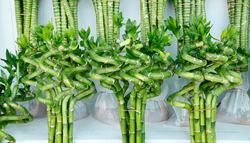 O problema mais comum com o bambu-da-sorte e como resolvê-lo antes que seja tarde demais