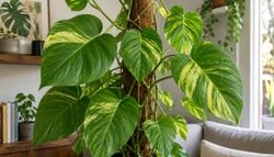 O segredo definitivo para fazer sua jiboia crescer com folhas gigantes.