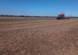 El trigo avanza a ritmo récord, pero las lluvias de junio serán clave para completar la siembra