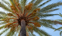 El truco para una palmera datilera compacta: cómo frenar su crecimiento en casa